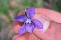 Viola reichenbachiana