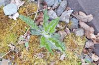 Hieracium maculatum