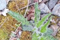 Hieracium maculatum