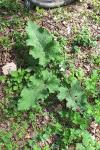 Arctium minus