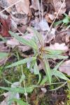 Melampyrum pratense