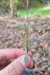 Melampyrum pratense