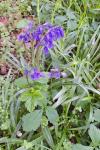 Hyacinthoides non-scripta