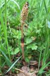 Equisetum arvense