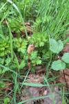 Equisetum arvense