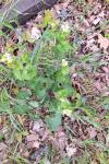 Alliaria petiolata