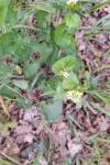 Alliaria petiolata
