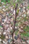 Robinia pseudoacacia