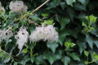 Clematis vitalba