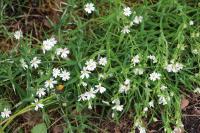 Rabelera holostea