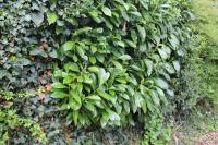 Prunus laurocerasus
