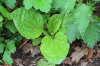 Plantago major