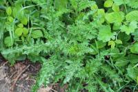 Cirsium arvense