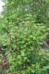 Reynoutria japonica