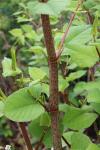 Reynoutria japonica