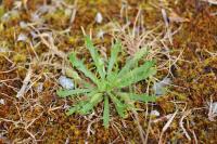 Plantago coronopus