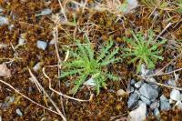 Plantago coronopus