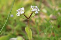 Valerianella locusta