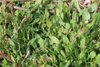 Rumex acetosella