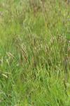 Anthoxanthum odoratum