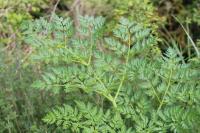 Conium maculatum
