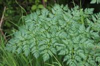 Conium maculatum