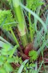 Conium maculatum