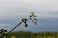 Anthriscus sylvestris