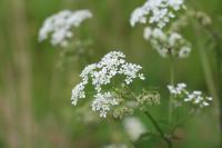Anthriscus sylvestris
