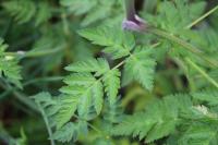 Anthriscus sylvestris