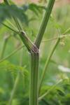 Anthriscus sylvestris