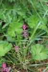 Fumaria officinalis