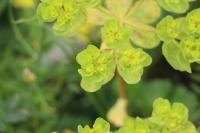 Euphorbia helioscopia