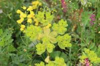 Euphorbia helioscopia