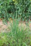 Allium vineale
