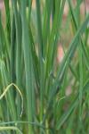 Allium vineale