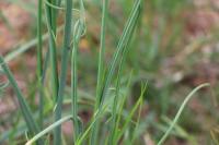 Allium vineale