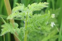 Anthriscus caucalis