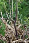 Chaerophyllum temulum