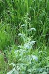 Symphytum officinale