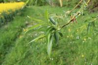 Salix fragilis