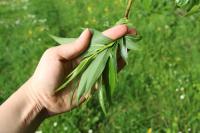 Salix fragilis