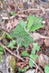 Teucrium scorodonia