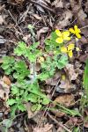 Chelidonium majus