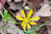 Ficaria verna