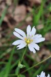 Rabelera holostea