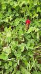 Trifolium incarnatum