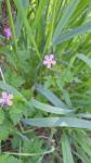 Geranium robertianum