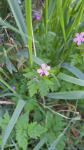 Geranium robertianum