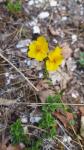 Helianthemum nummularium